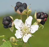 rubus-caesius.png