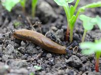 Shutterstock_2274232169_slug_gliemis.jpg