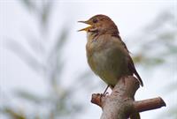 nightingale-4471972_1920_solovei.jpg