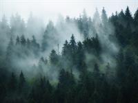 Shutterstock_736023025_fog_migla.jpg