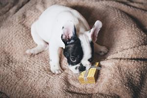 dog-2617516_1280.jpg