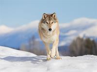 Shutterstock_2270658923_wolf_vilks.jpg