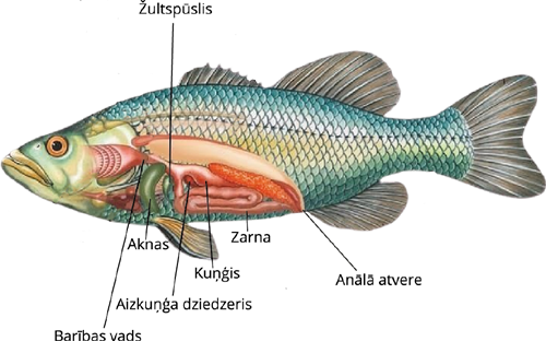YCUZD_250714_7416_zivs.png