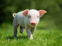 Shutterstock_1106086277_piglet_sivēns.jpg