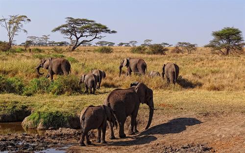 Serengeti-African-Elephants.JPG