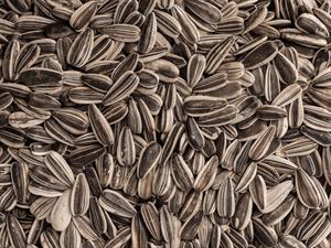 Shutterstock_2480994351_sunflower seeds_saulespuķu sēklas.jpg