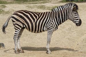 zebra-pix.jpg