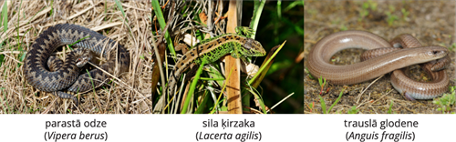 YCUZD_241206_6873_Dzivn_sist_4.png