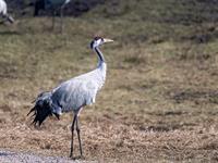 shutterstock_2443410919_crane_dzērve.jpg