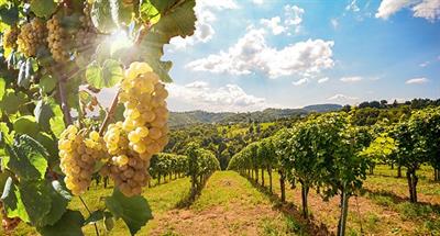 viniedo-vinos-blancos-uvas-getty-images-1186773710.jpg
