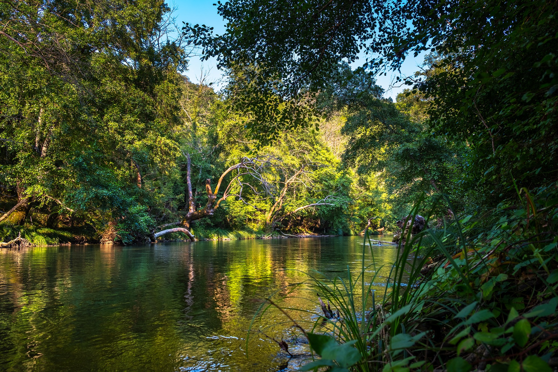 Amazon rainforest. Река Амазонка джунгли. Сельва. Джунгли река Амазонка мост. Лес Сельва.