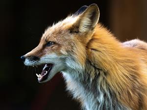 Shutterstock_2040004181_fox_lapsa.jpg