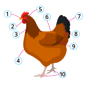 КУРИЦА_VISTA_CHICKEN_CIPARI.png