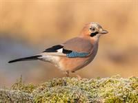 shutterstock_2063633600_jay_sīlis.jpg