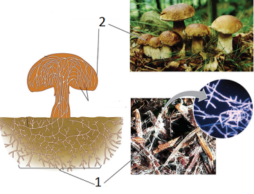 31_02FungusStructure-L.png
