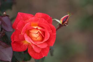 roze.jpg