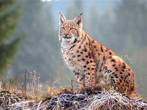 Shutterstock_1132779164_lynx_lūsis.jpg