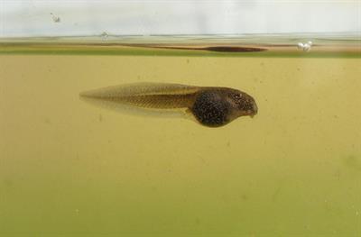 tadpole1-pix.jpg