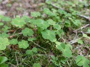 Shutterstock_2345655783_shamrock_parastā zaķskābene.jpg