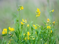 shutterstock_447367147_Meadow vetchling_Pļavas dedestiņa.jpg