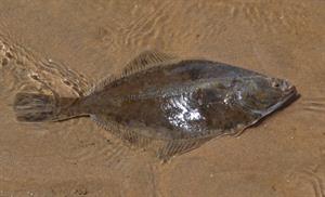 plaice pix.jpg