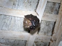 shutterstock_2027333279_bat sleeping_sikspārnis guļ.jpg