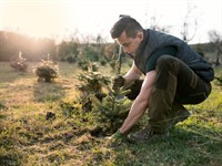 Shutterstock_1542293222_planting fir tree_stāda egli.jpg
