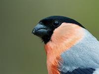 shutterstock_313768238.jpg