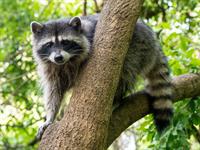 Shutterstock_1854849526_racccoon_jenots.jpg