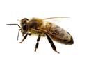 Shutterstock_422278789_bee_bite.jpg