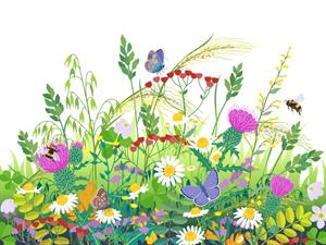 Shutterstock_2050243196_meadow ecosystem_pļavas ekosistēma.jpg