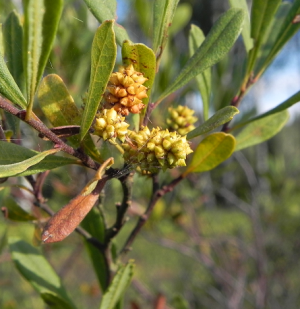 Gagelstrauch(Myrica_gale)female.png