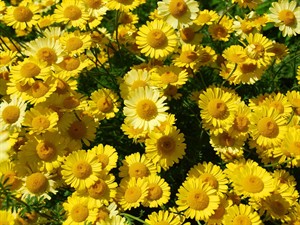 Shutterstock_1106791193_yellow chamomile_dzeltenā kumelīte.jpg