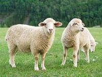 2_Shutterstock_112282007_sheep_aita.jpg