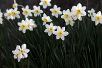 daffodil-4100845_1920.jpg