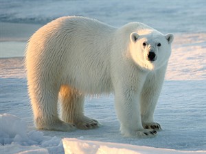 shutterstock_2476429299_thick fur_biezs kažoks.jpg