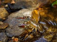 Shutterstock_2077233544_crayfish_vēzis.jpg