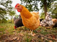 Shutterstock_1836608053_hen_vista.jpg