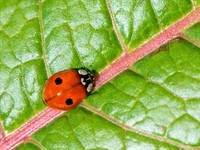 shutterstock_414801910_two spotted ladybug_divpunktu mārīte.jpg