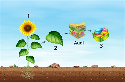 YCUZD_221230_4892_audi_1.png