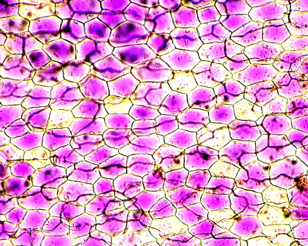 строение раст клетки под микроскопом фото 18