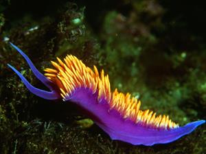 Shutterstock_2072508980_spanish shawl nudibranch_jūras gliemezis.jpg