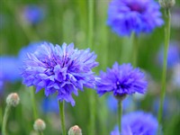shutterstock_2511691493_cornflowers_rudzupuķes.jpg
