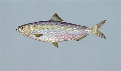 herring-pix.jpg