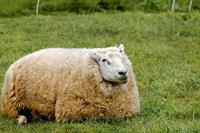 sheep-1324397_1280.jpg