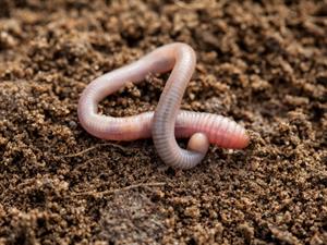 Shutterstock_153200414_worm_slieka.jpg