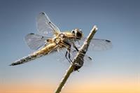 dragonfly-6398686_1920.jpg