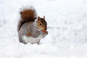 squarel eating_vāvere ēd_белка ест.jpg