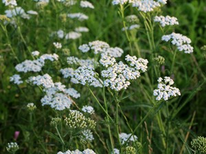 Shutterstock_2337907713_yarrow_pelašķis.jpg