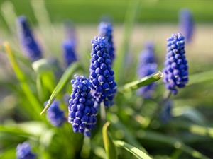 shutterstock_2493203769_muscari_muskare.jpg